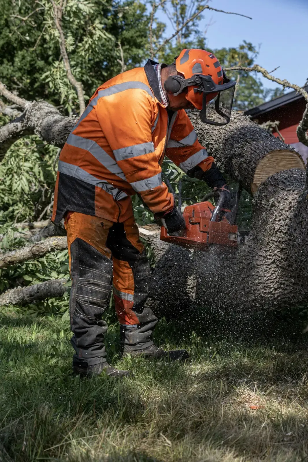 Tree crew member cutting a log