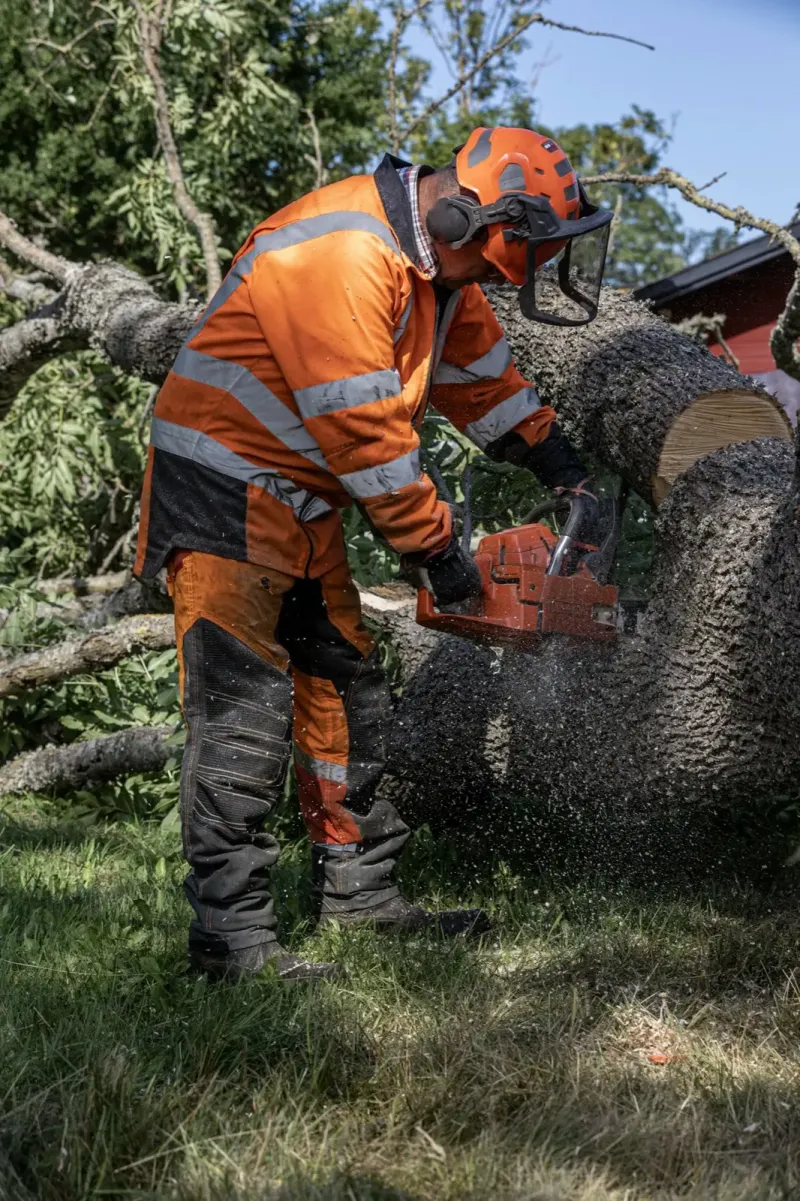 Tree crew cutting a fallen trunk