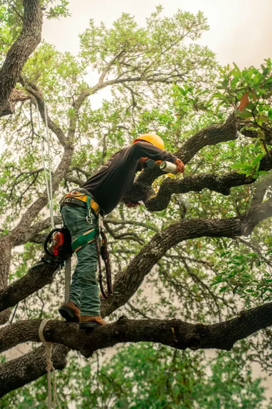 Arborist pruning branches